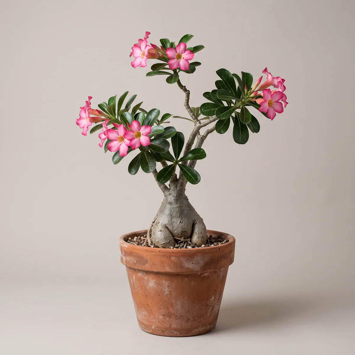 Desert Rose
