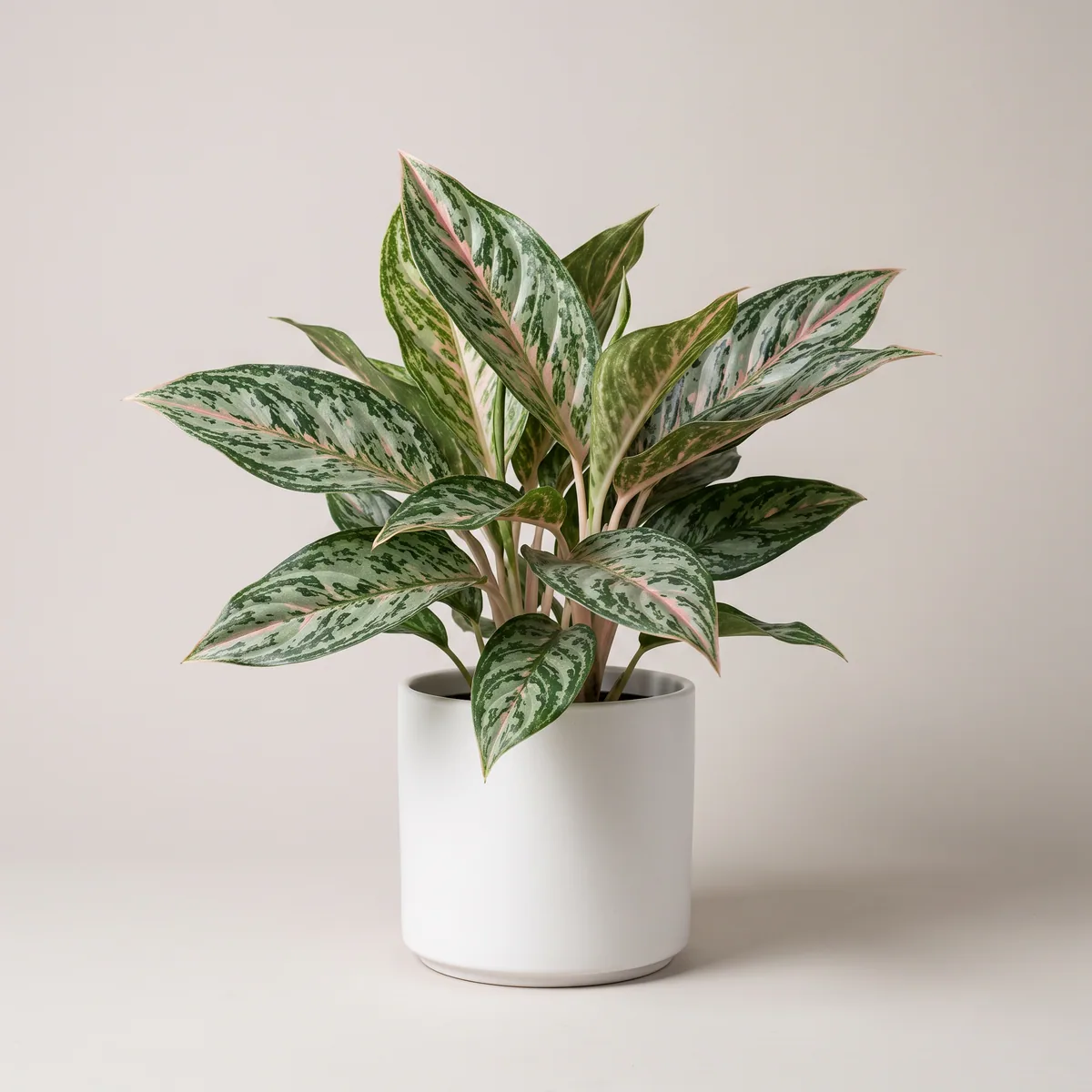 Chinese Evergreen