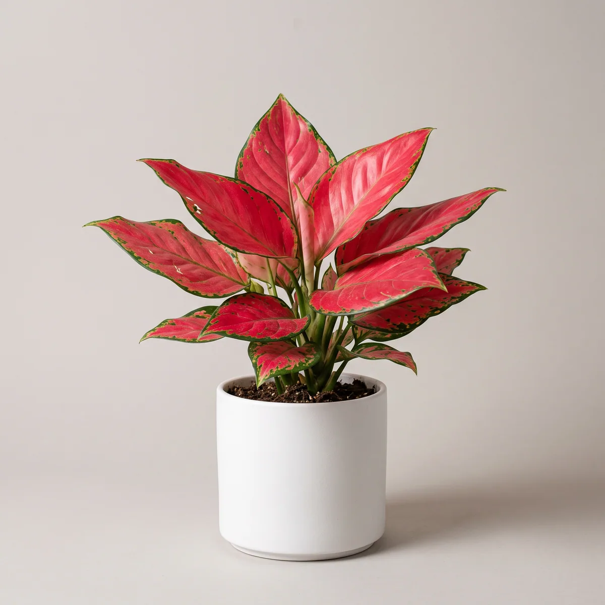 Aglaonema Red (Lipstick)