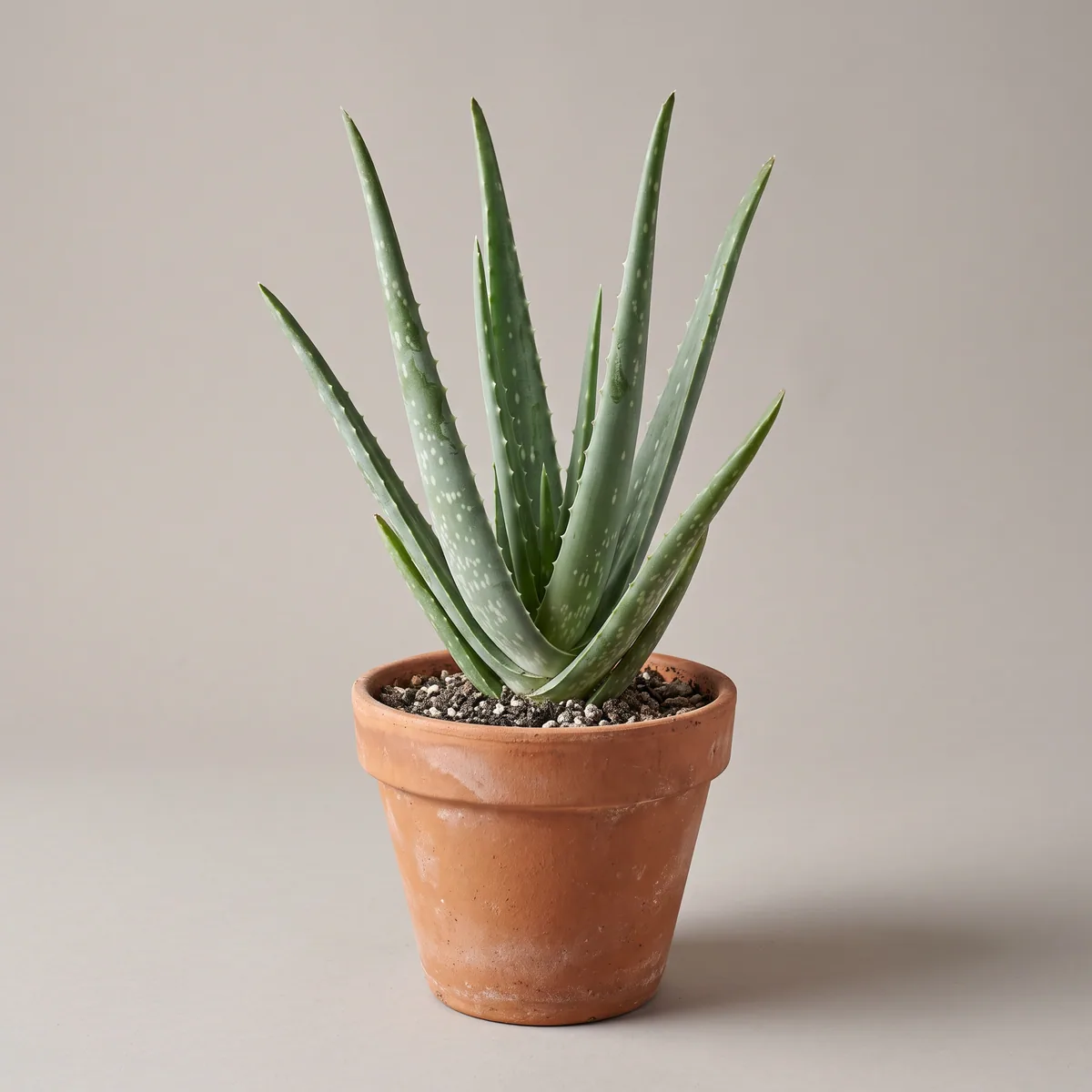 Aloe Vera