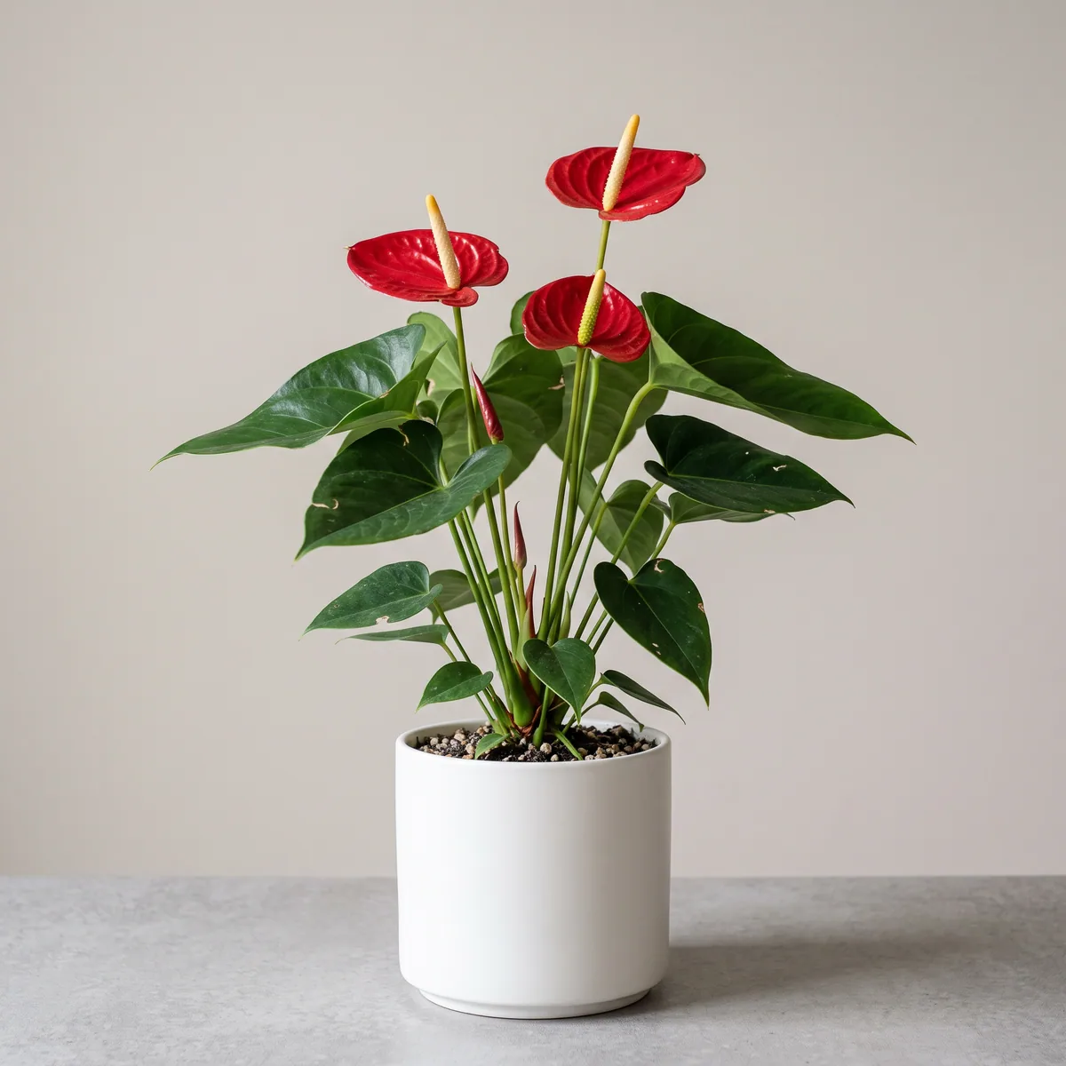 Anthurium