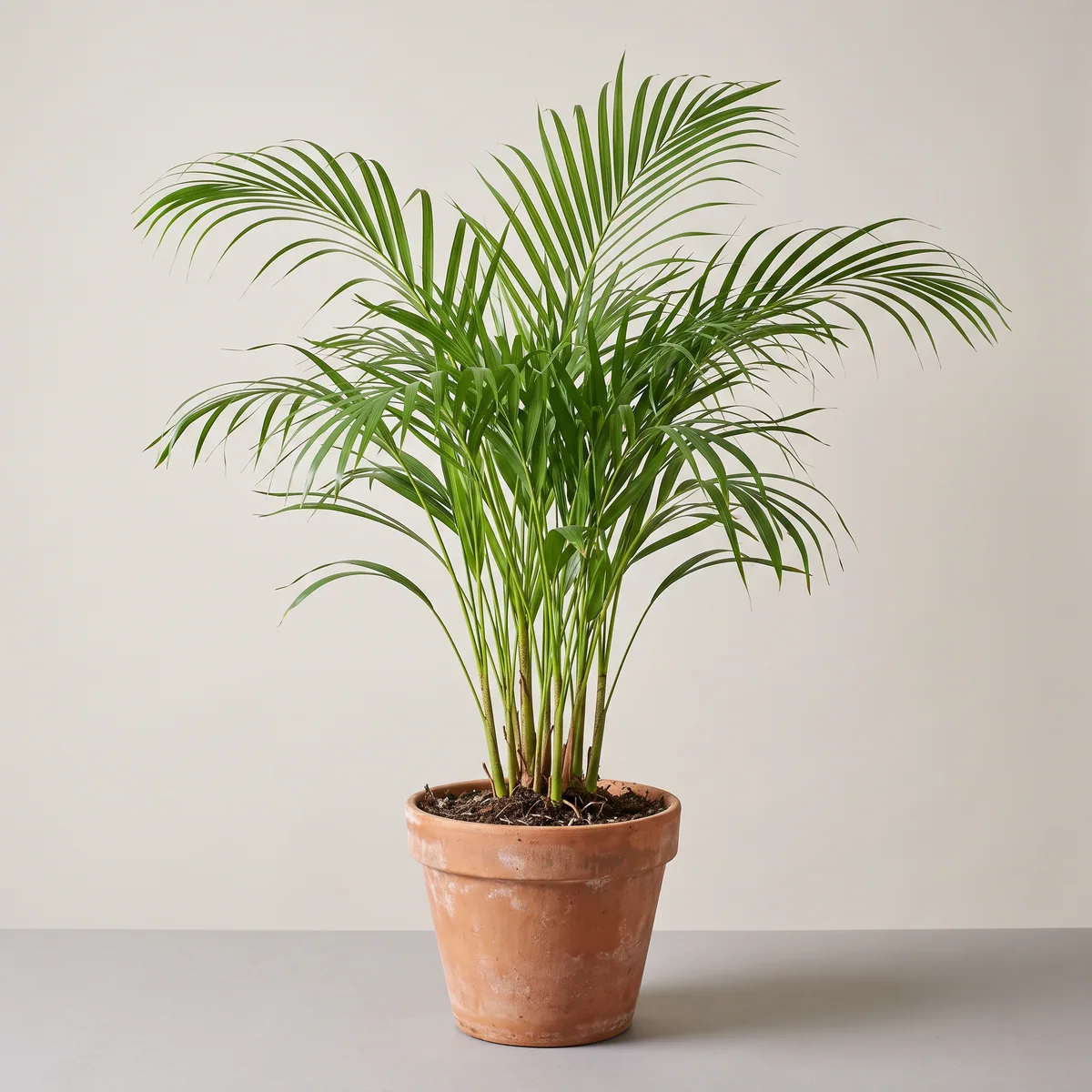 Areca Palm