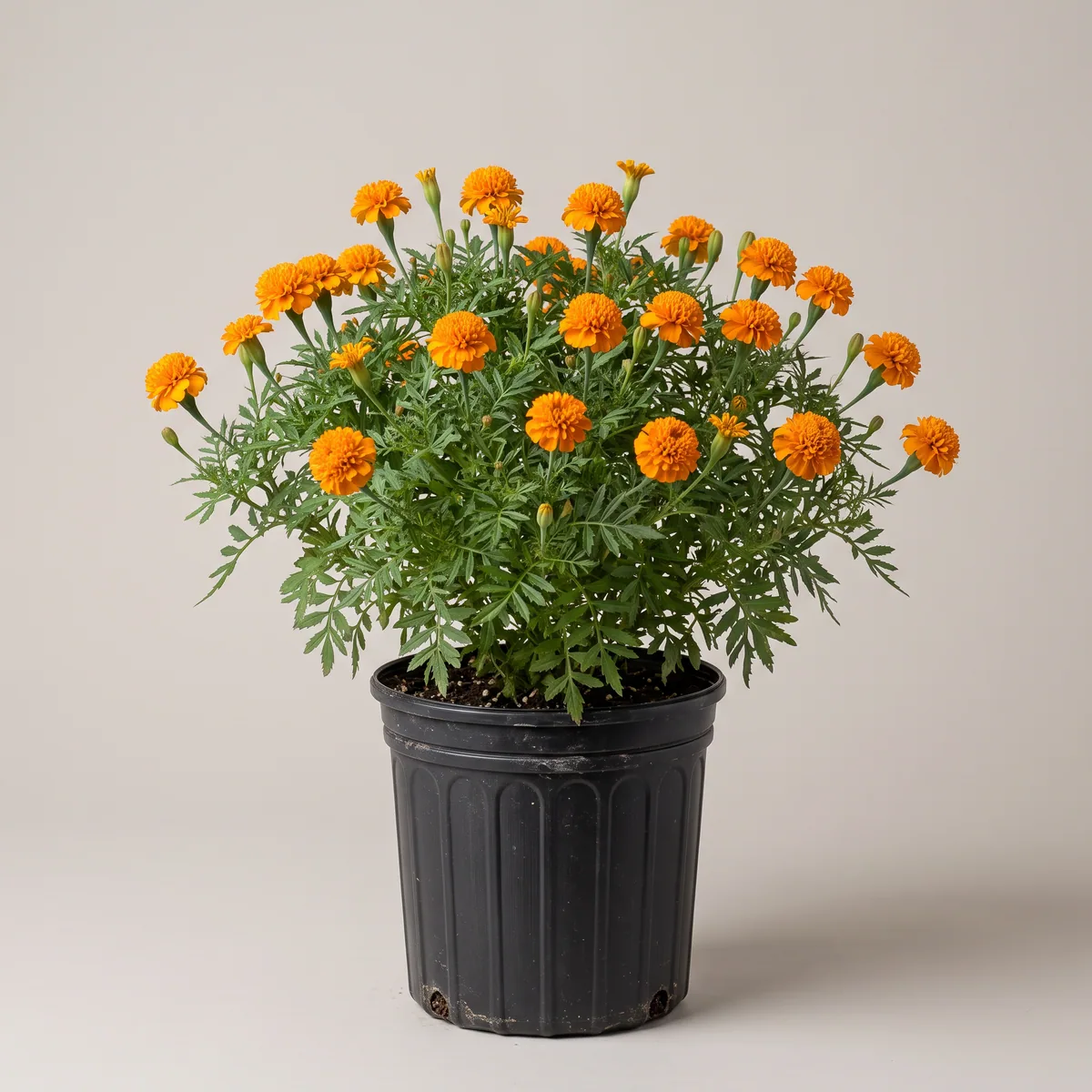 Baramasi Marigold