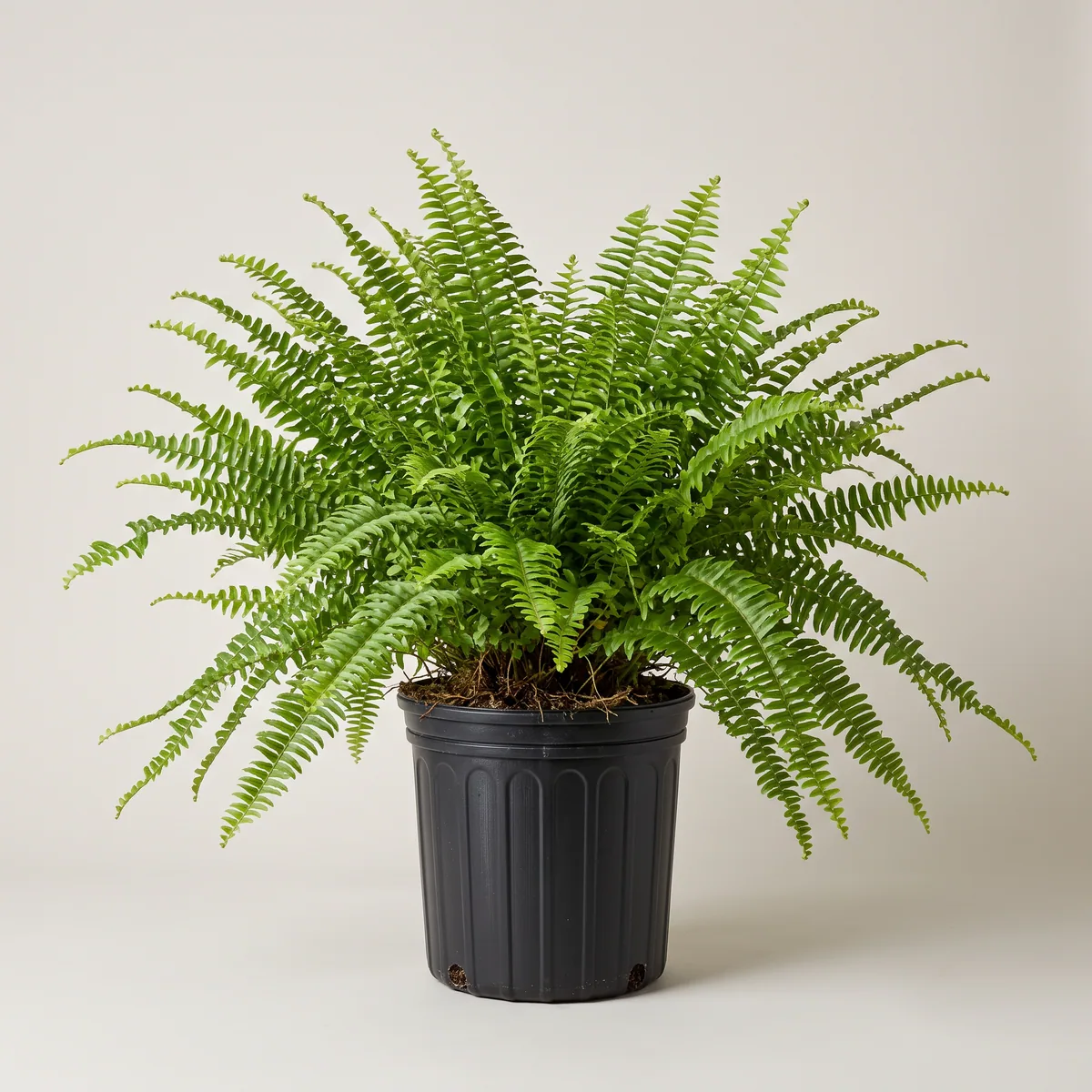 Boston Fern
