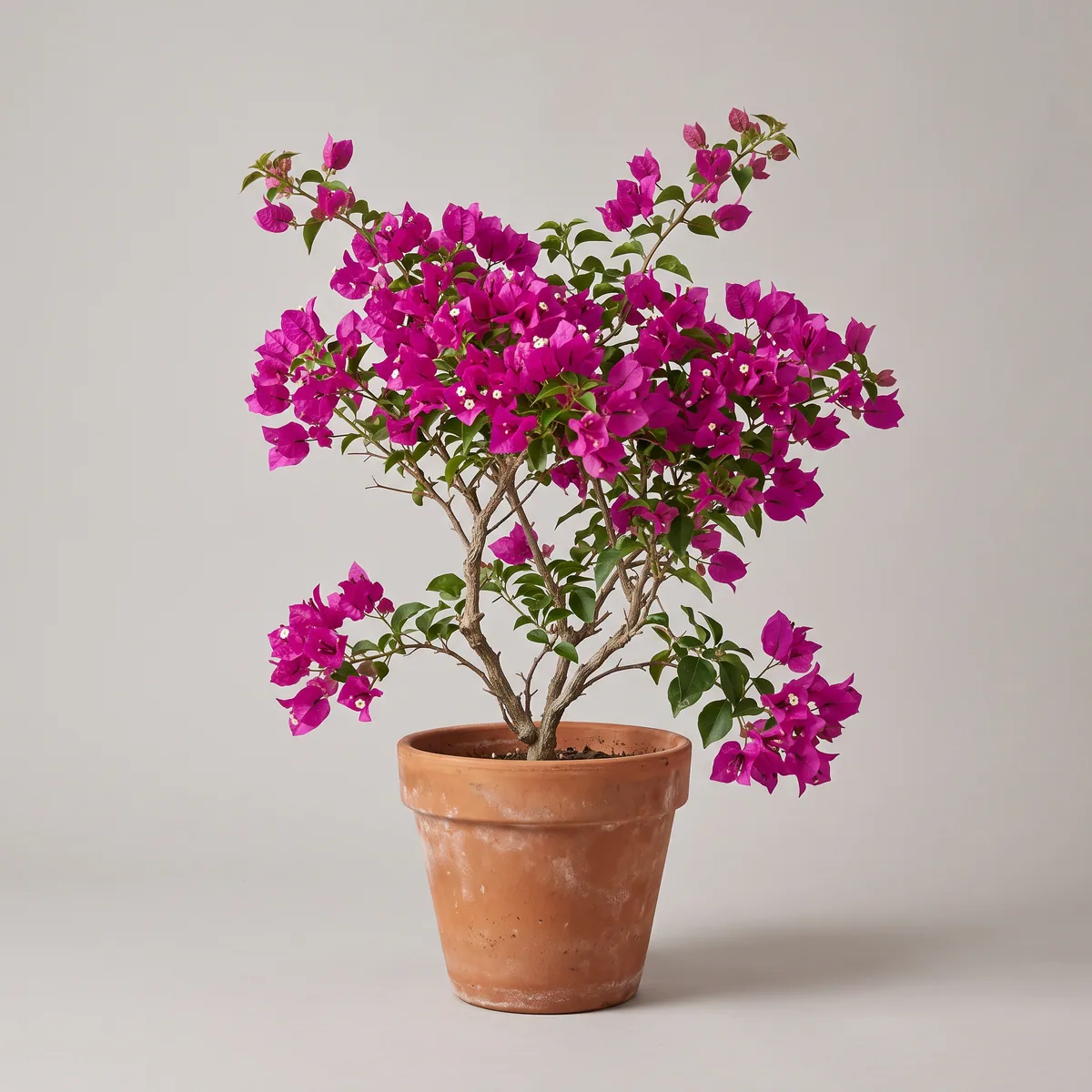 Bougainvillea
