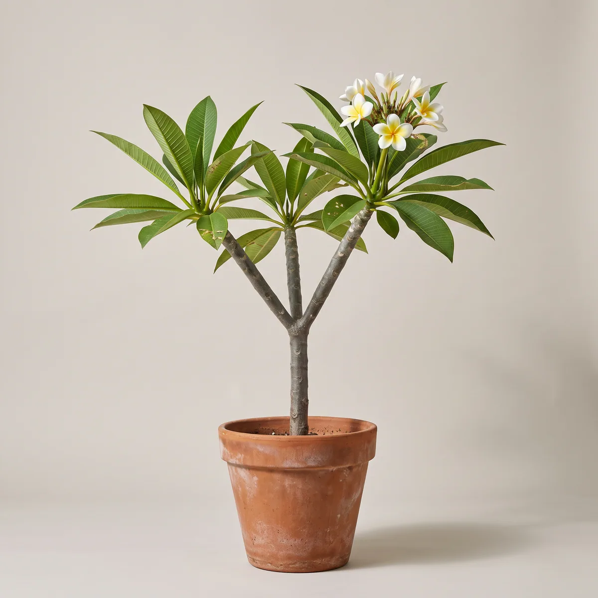 Champa (Plumeria)