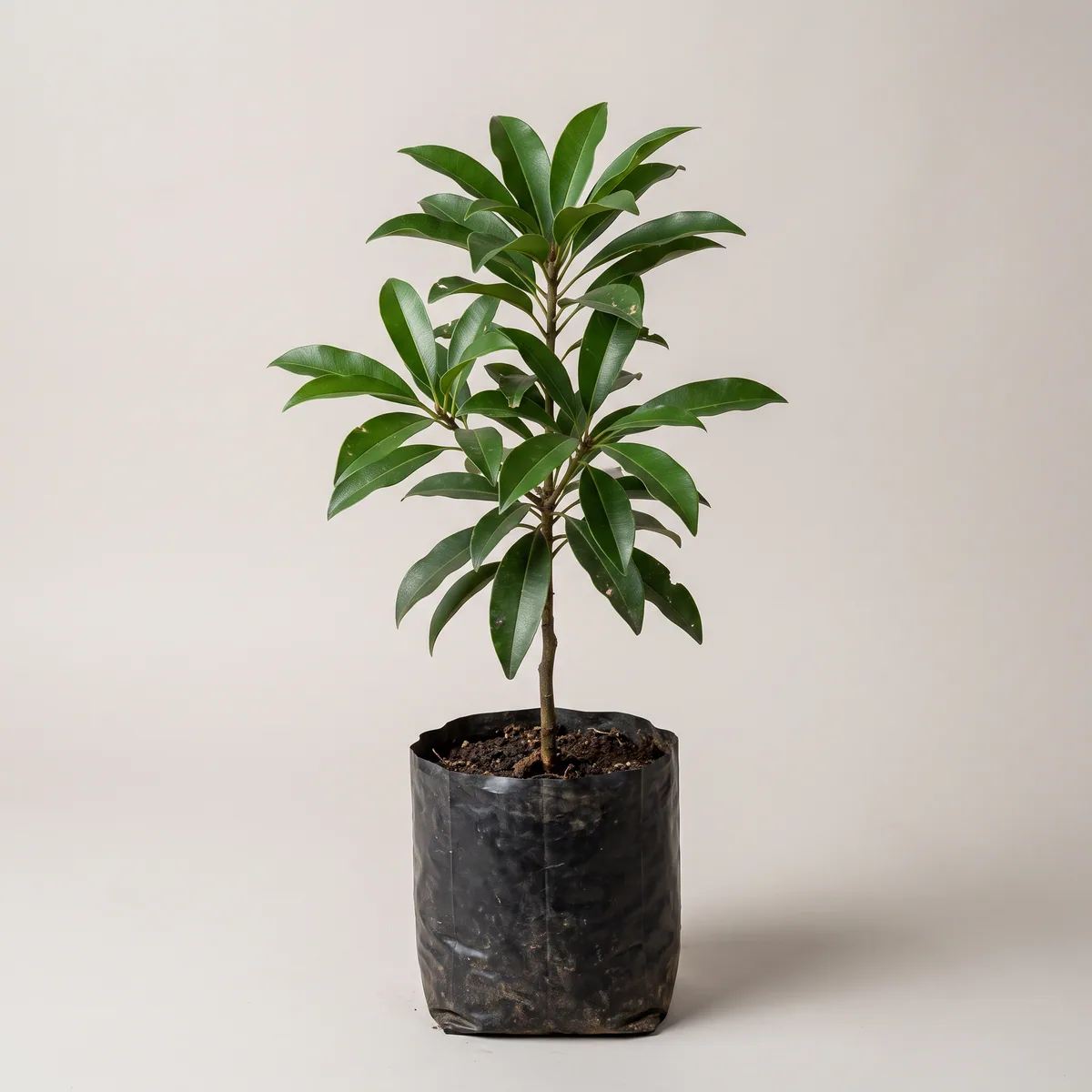 Chiku (Sapota)