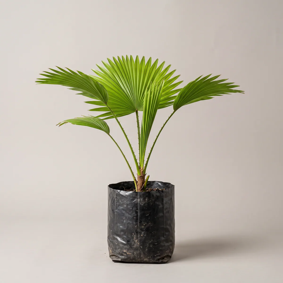 China Palm
