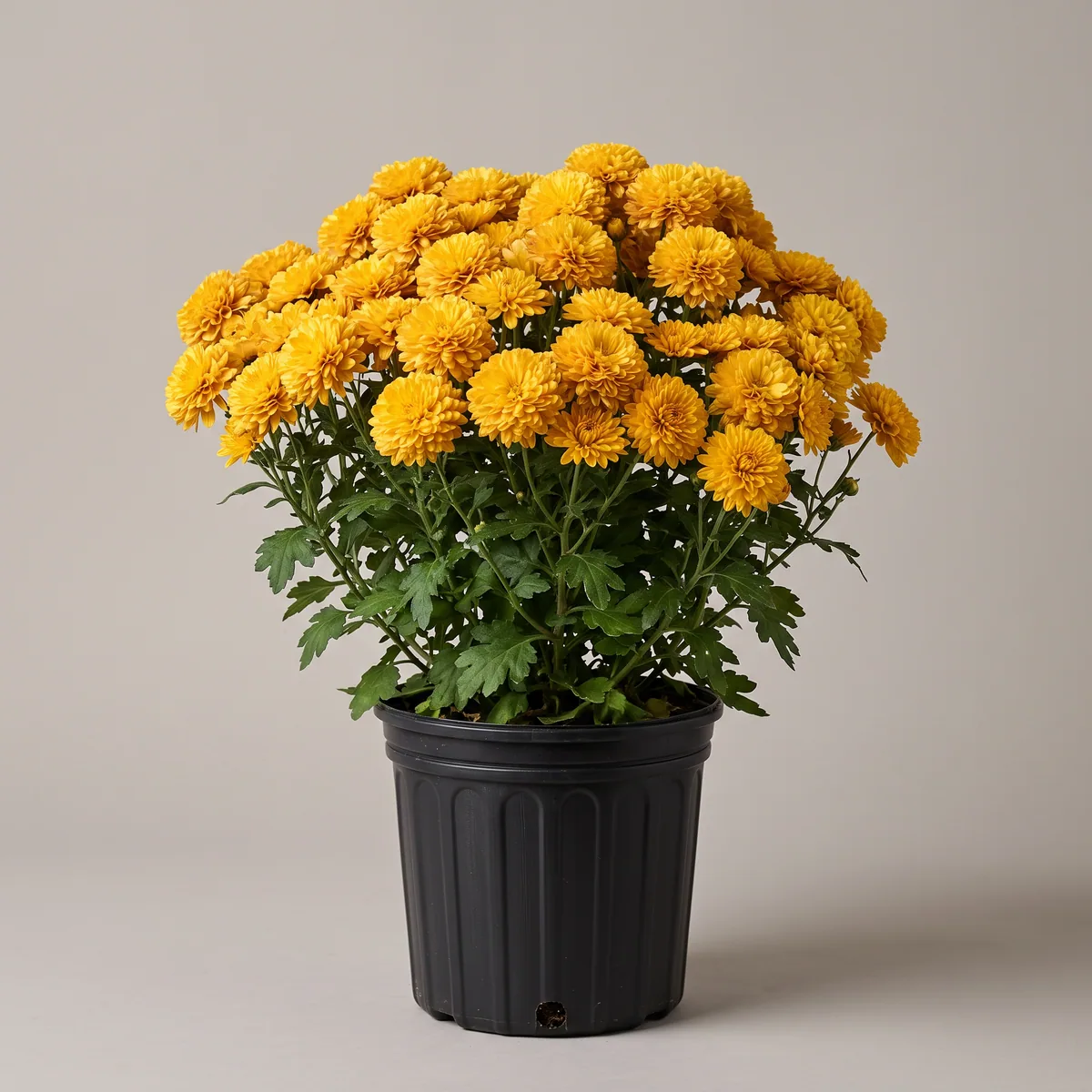 Chrysanthemum