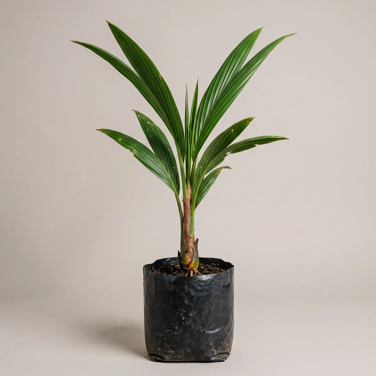 Coconut Plant
