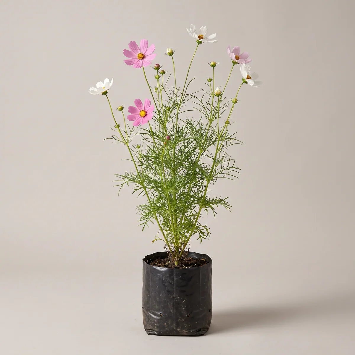 Cosmos