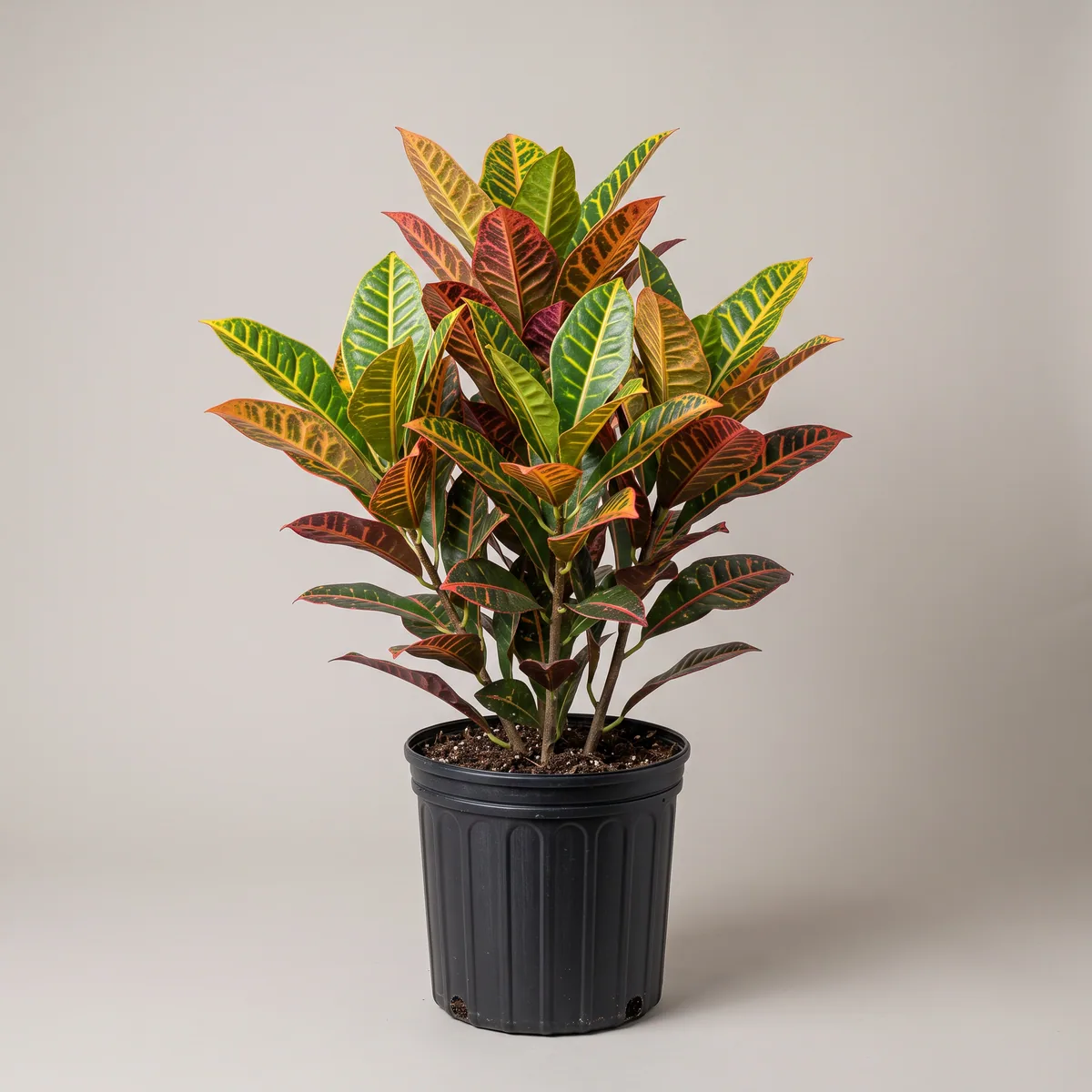 Croton