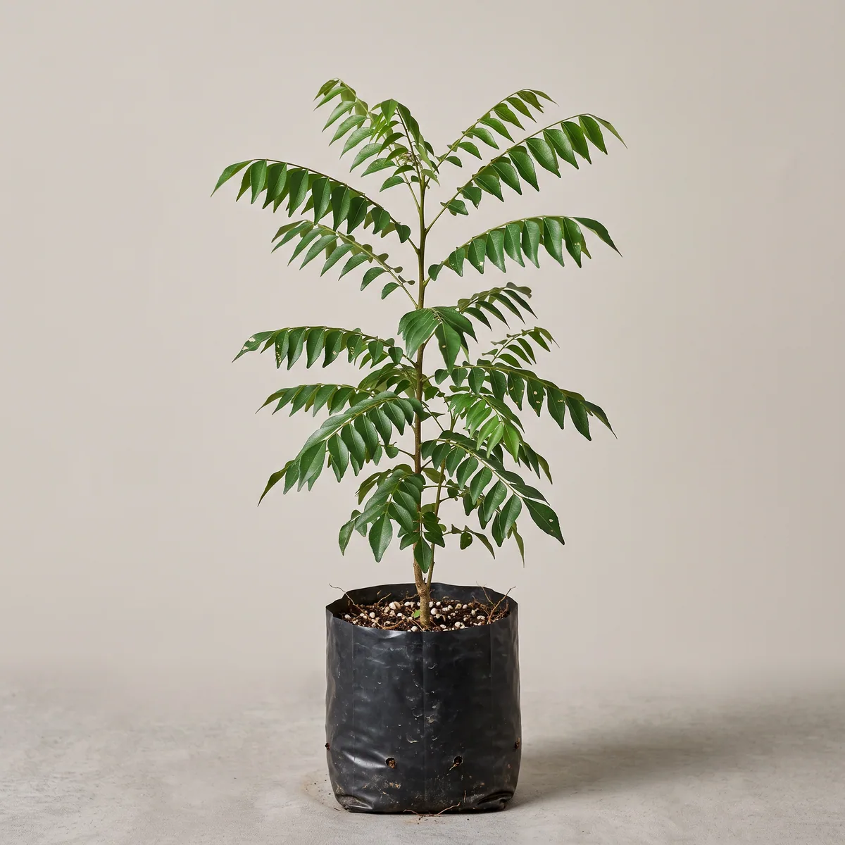 Curry Leaf