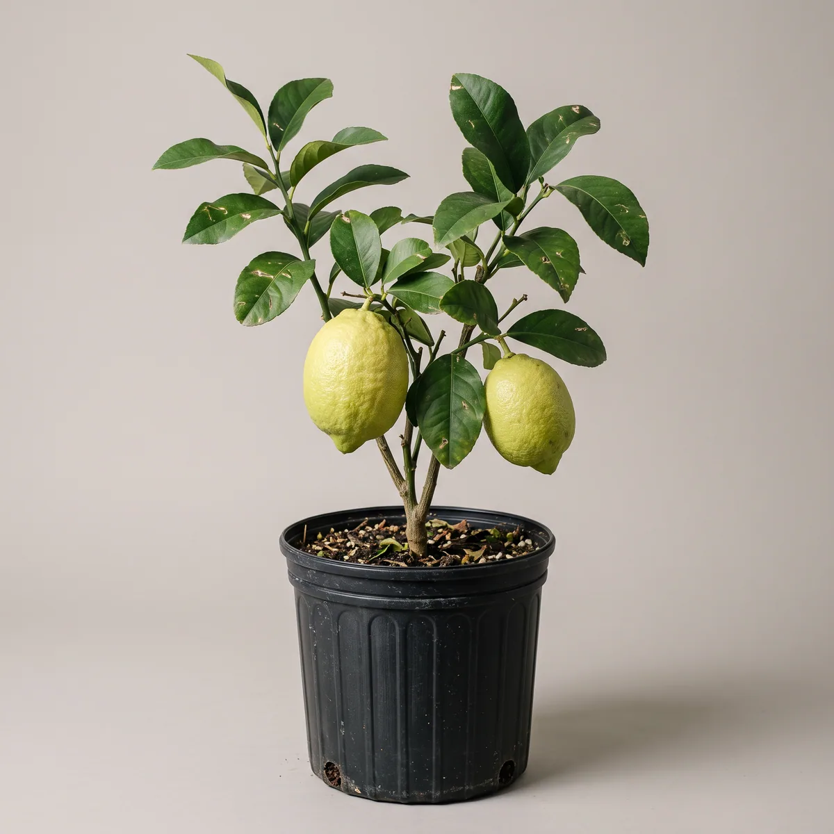 Daab Nimbu