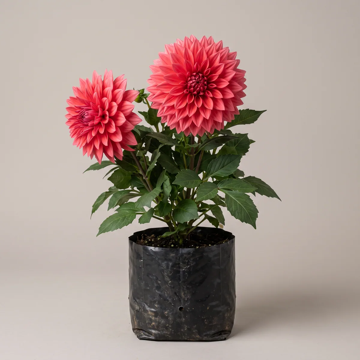 Dahlia