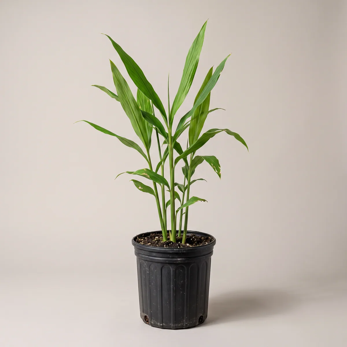Elaichi Plant