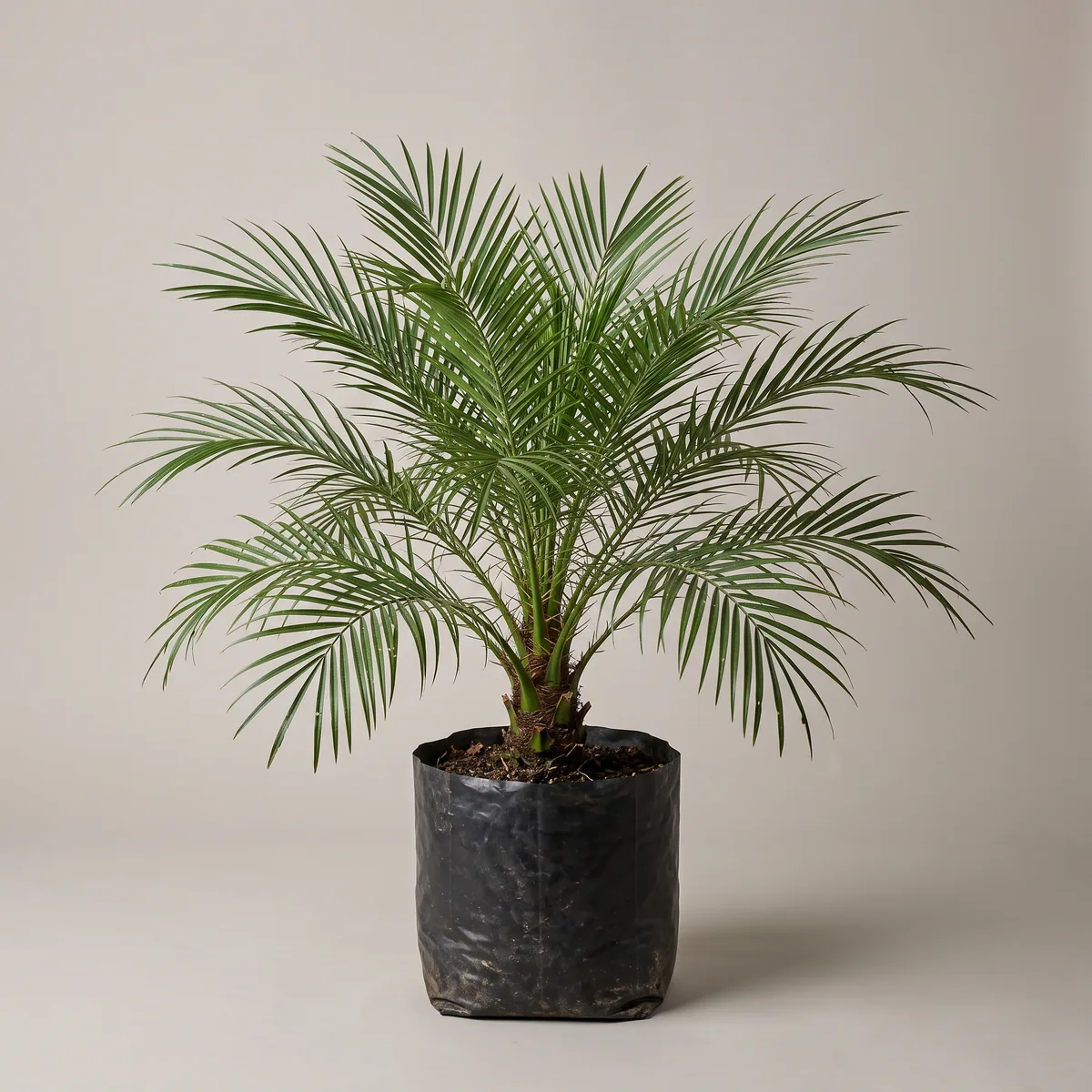 Foxtail Palm