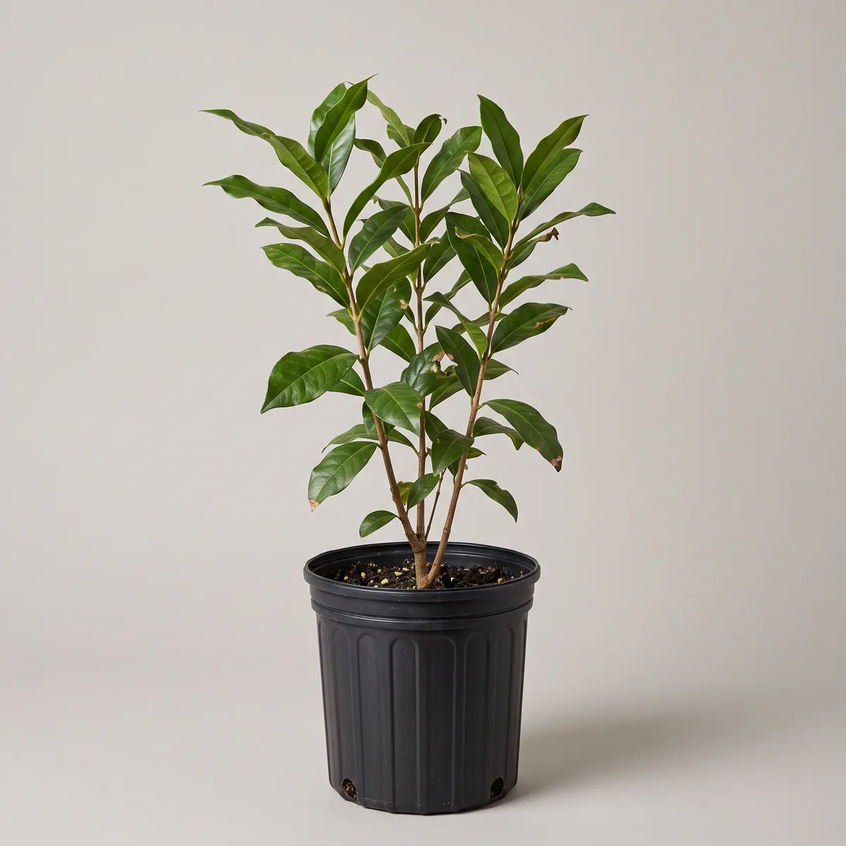 Garam Masala Plant