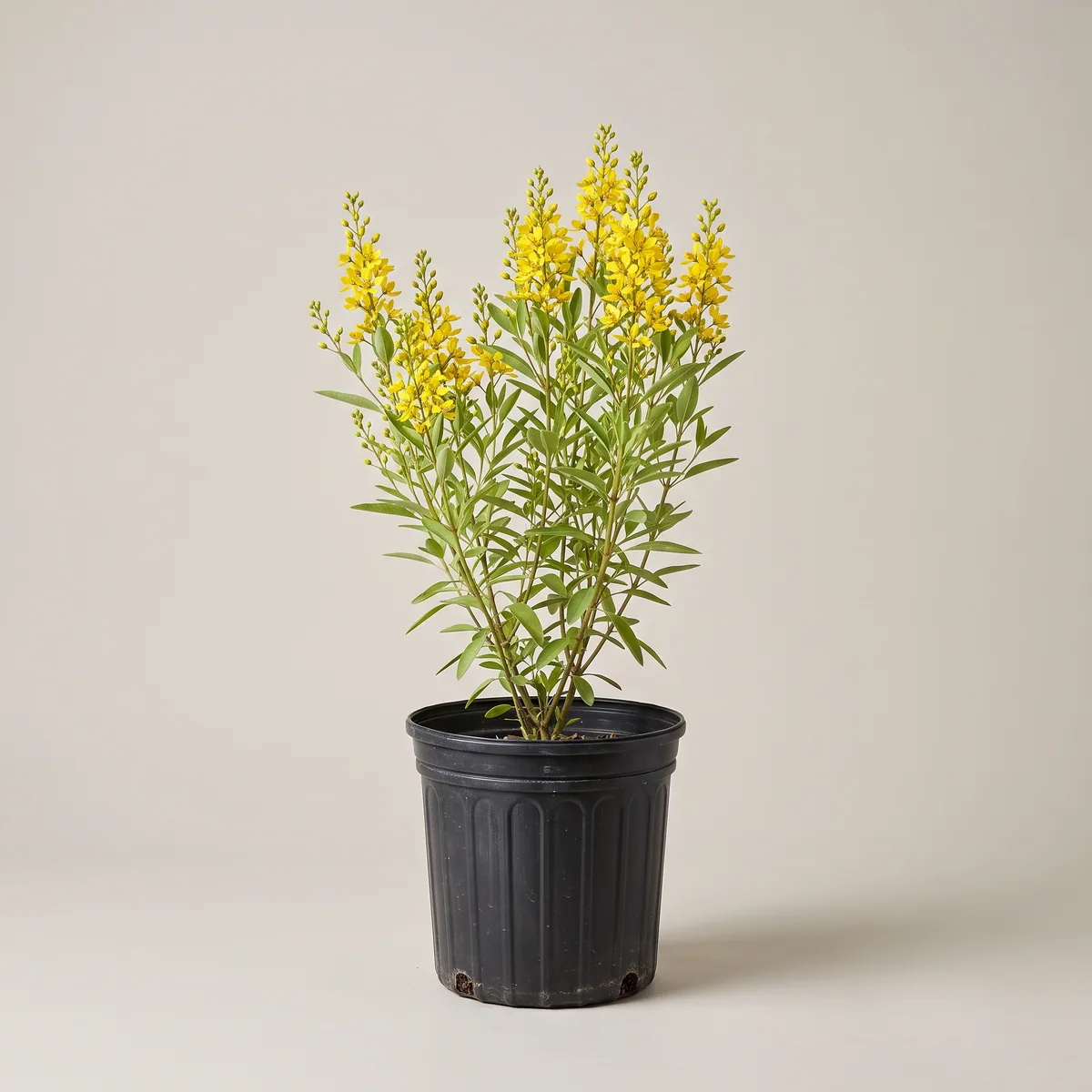 Golden Thryallis
