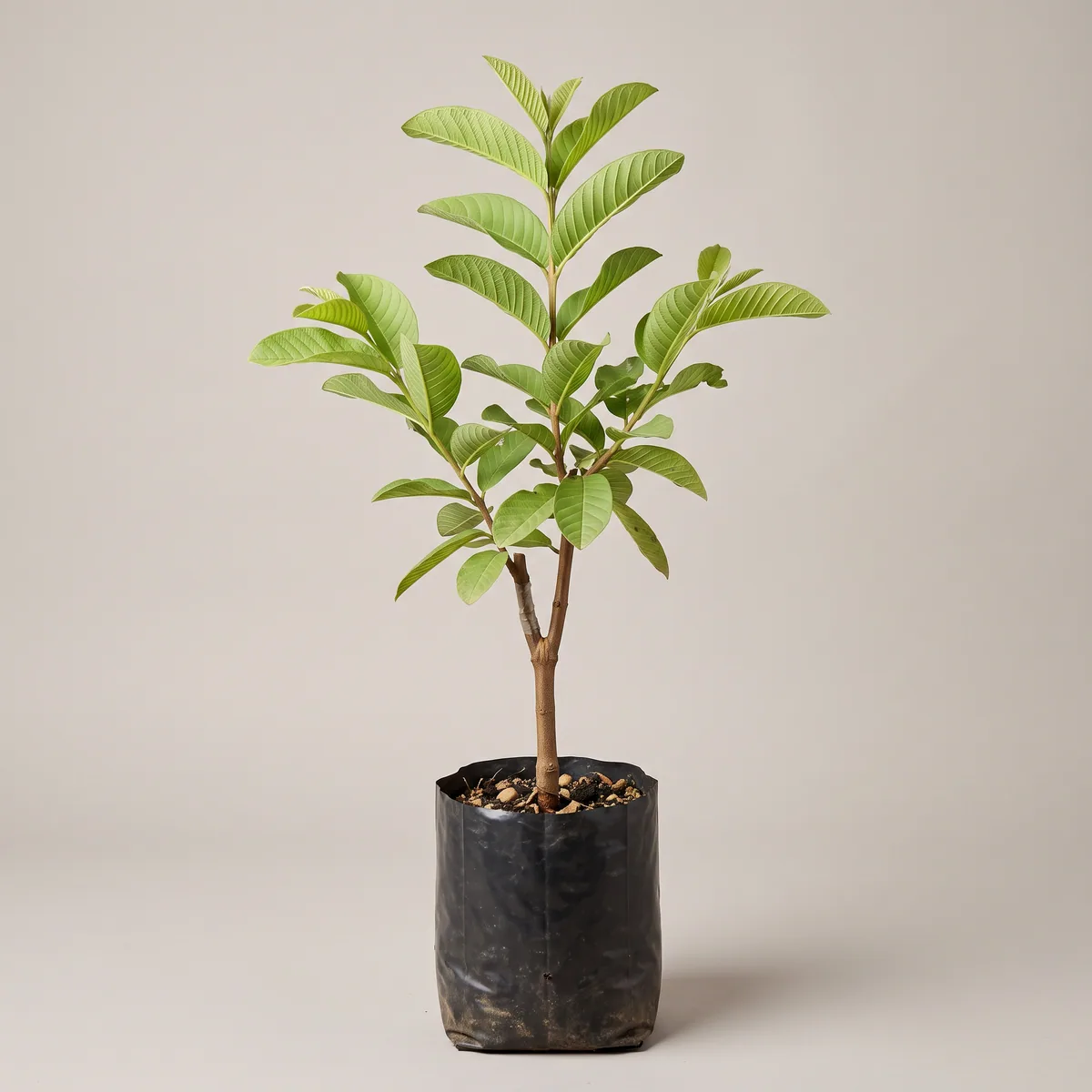 Guava