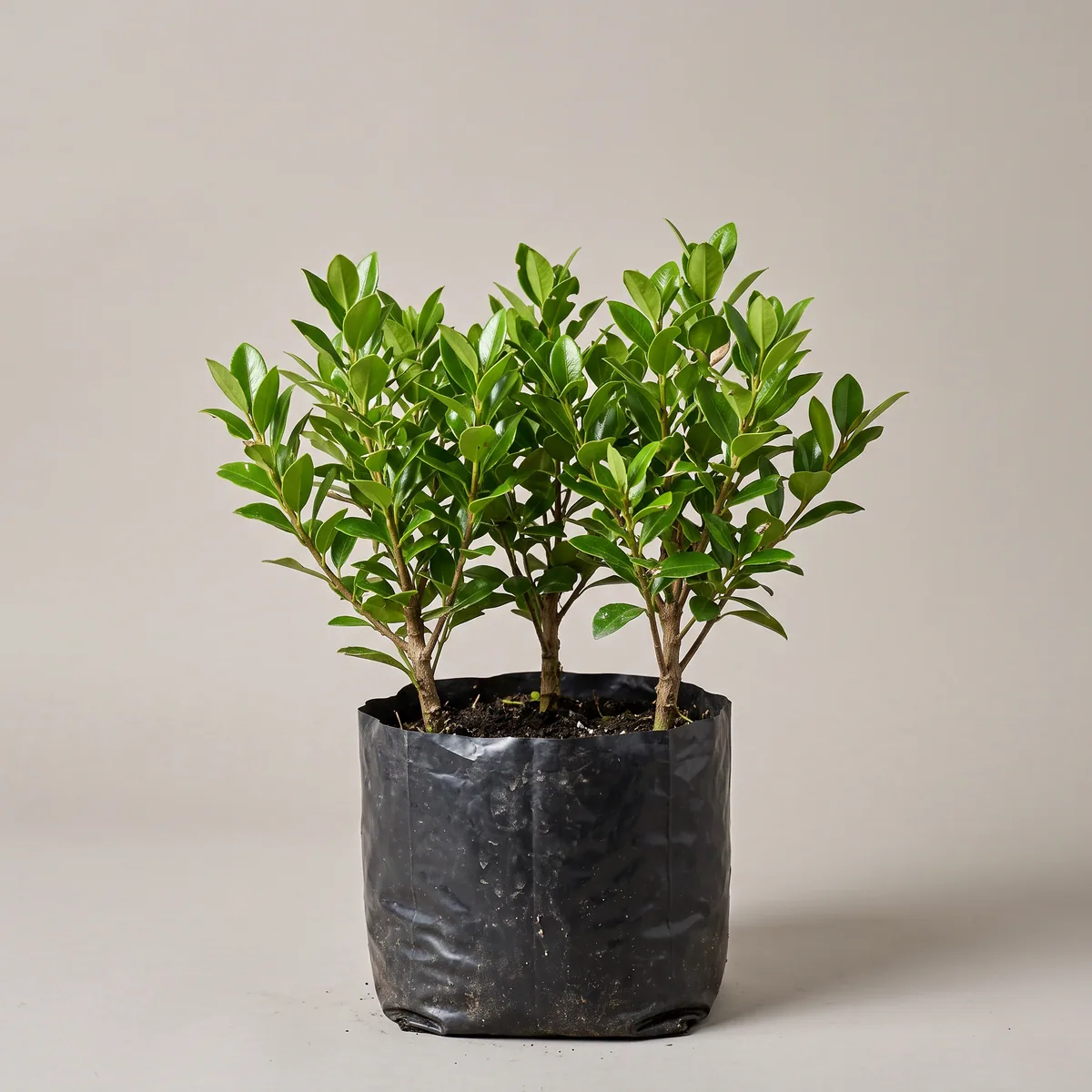Hage Plants