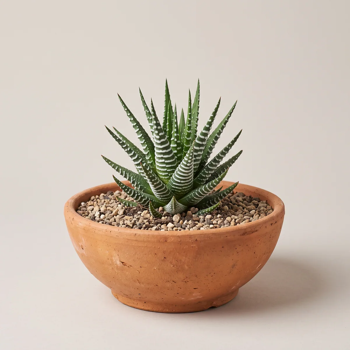 Zebra Haworthia