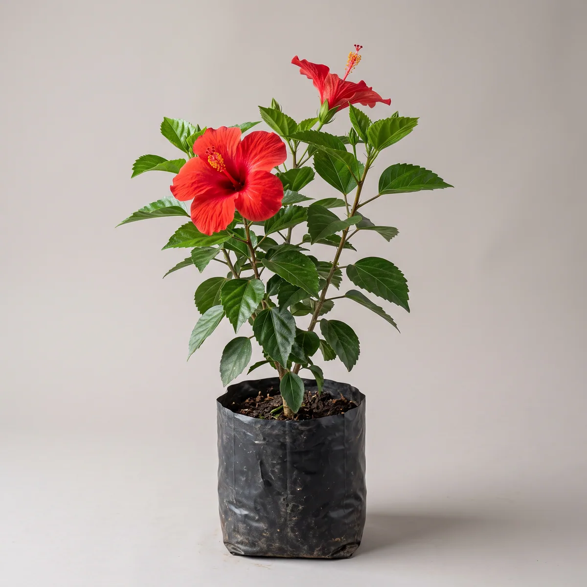 Hibiscus (Gudhal)