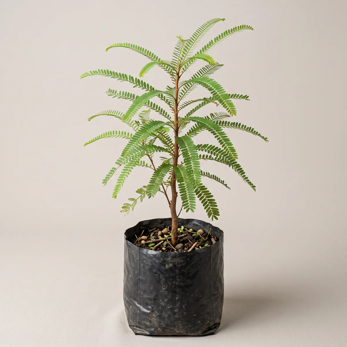 Hybrid Aawla