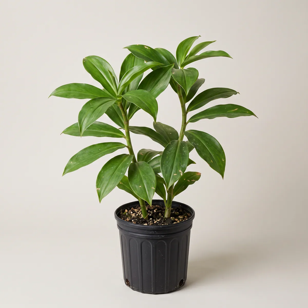 Insulin Plant