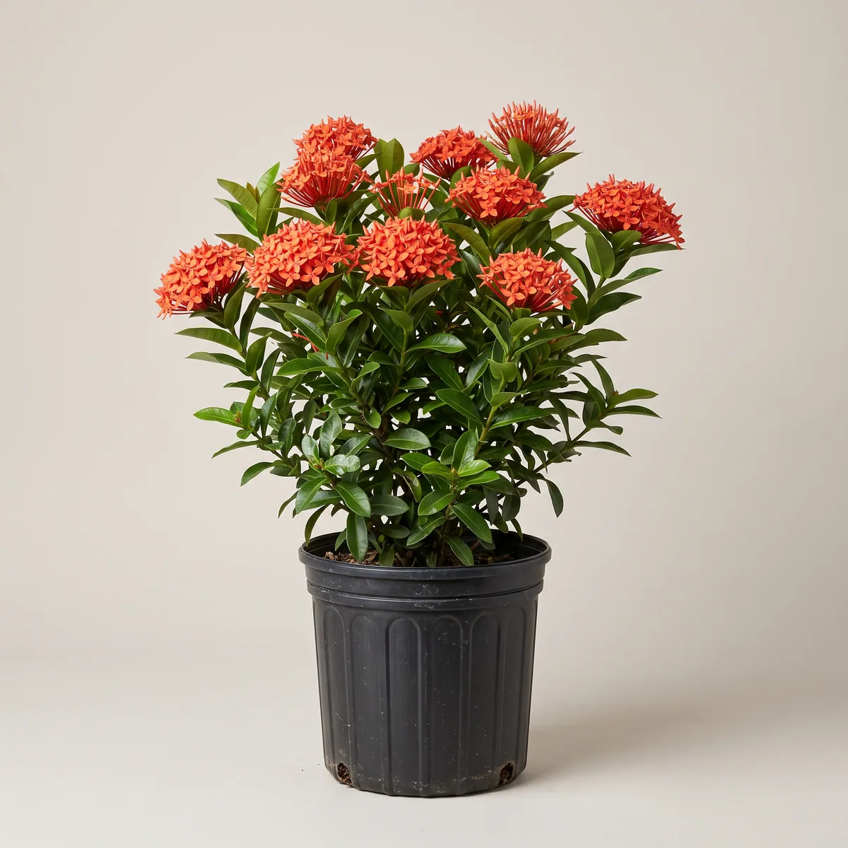 Ixora