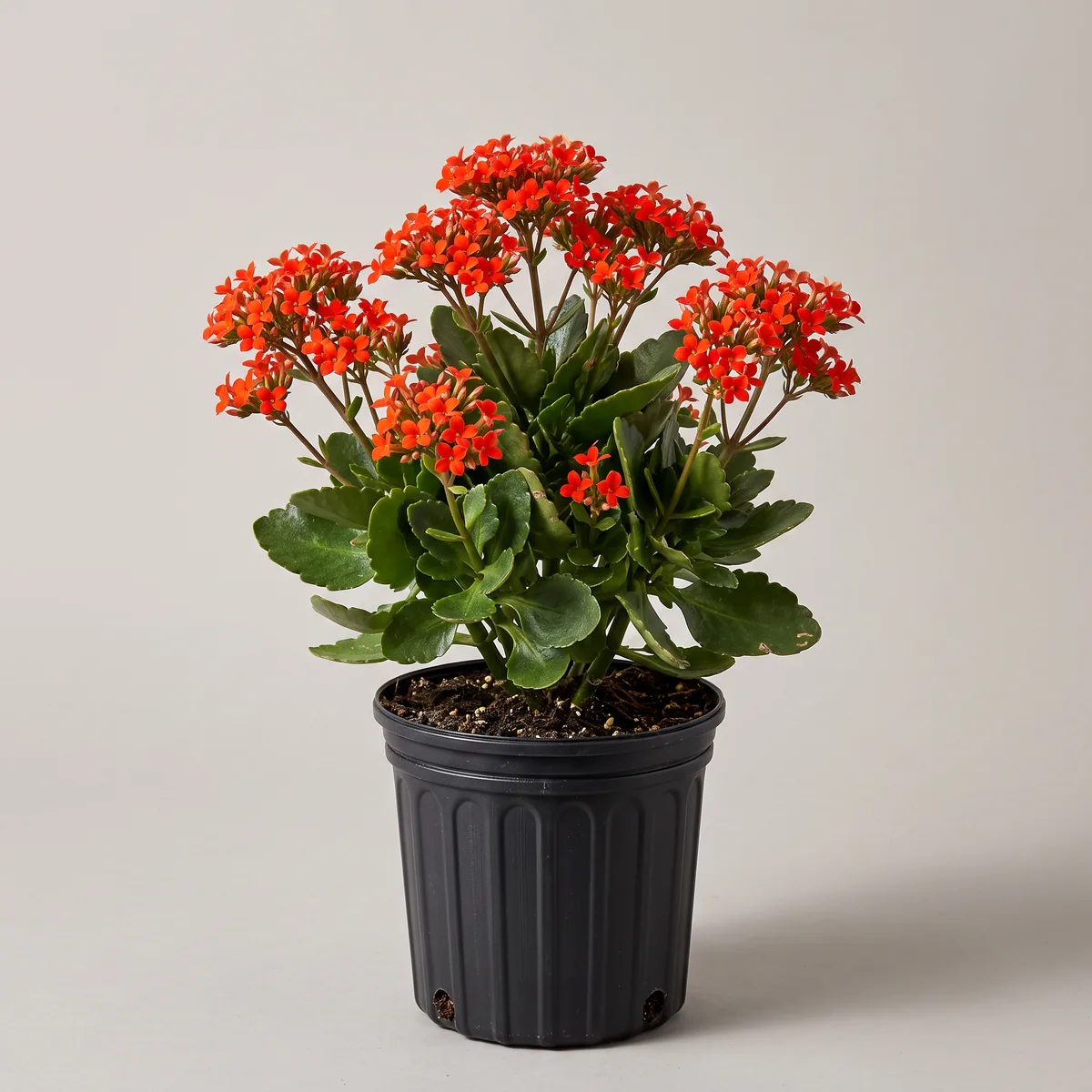 Kalanchoe