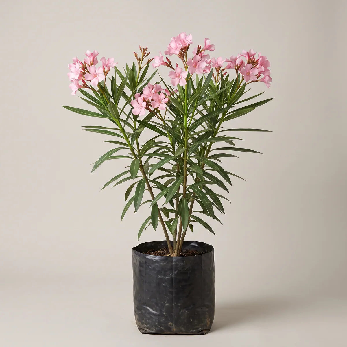 Oleander