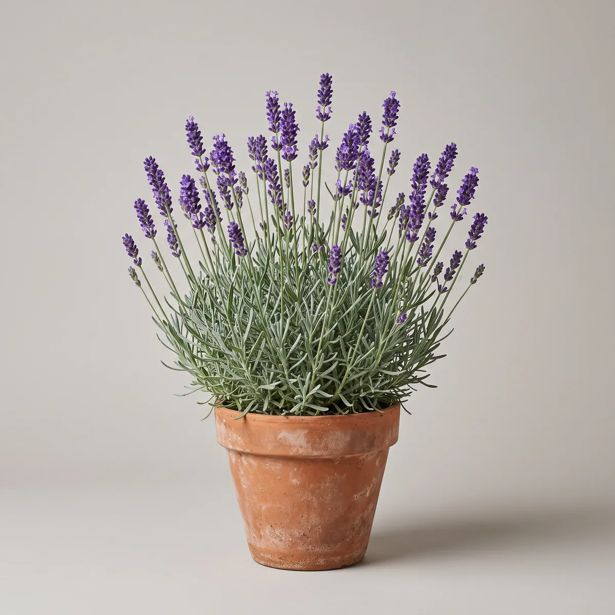 Lavender