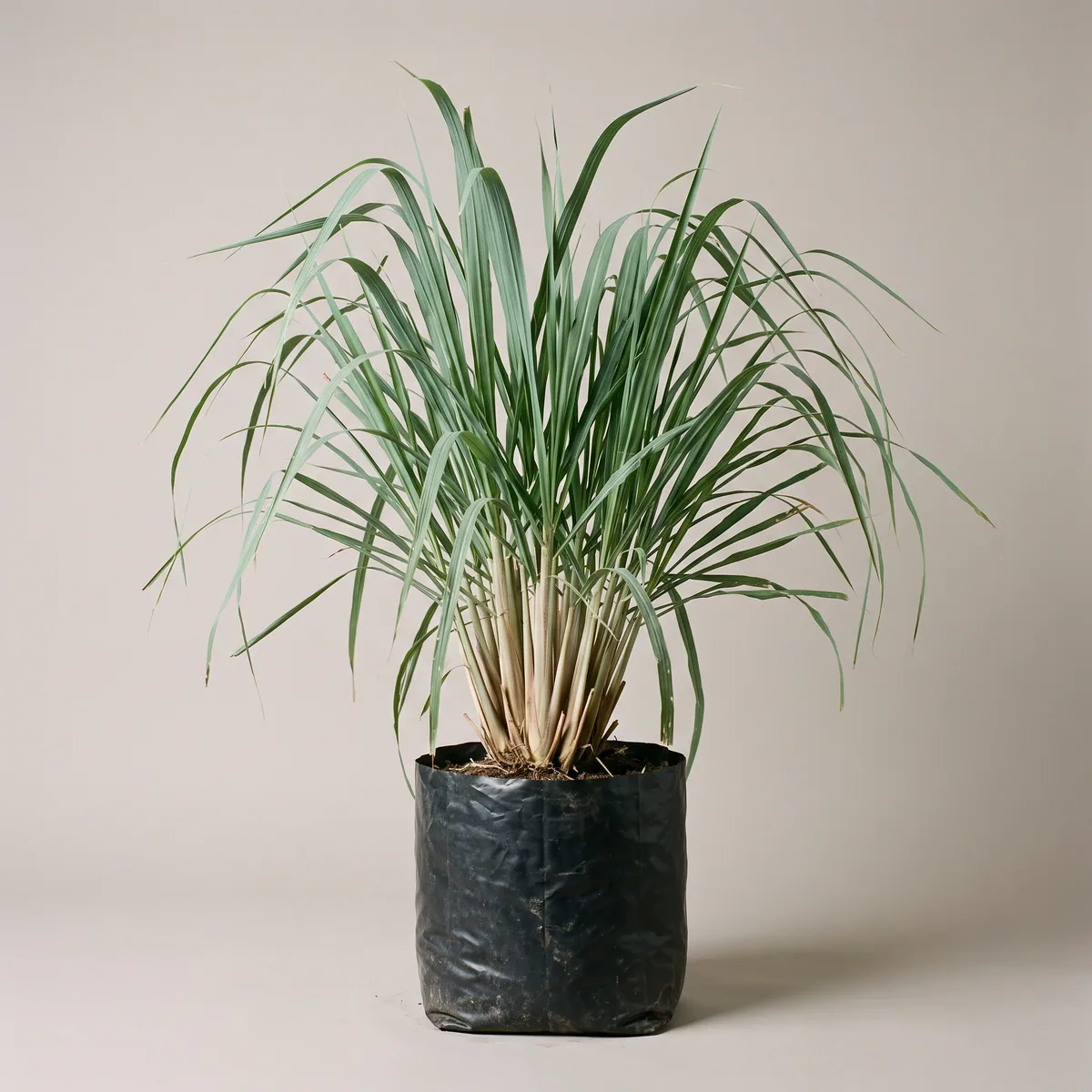 Lemongrass