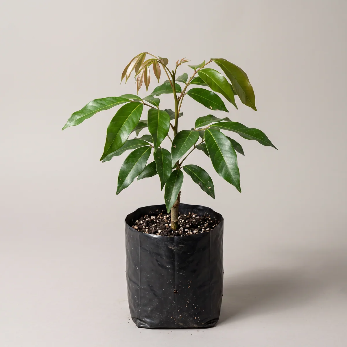 China Litchi