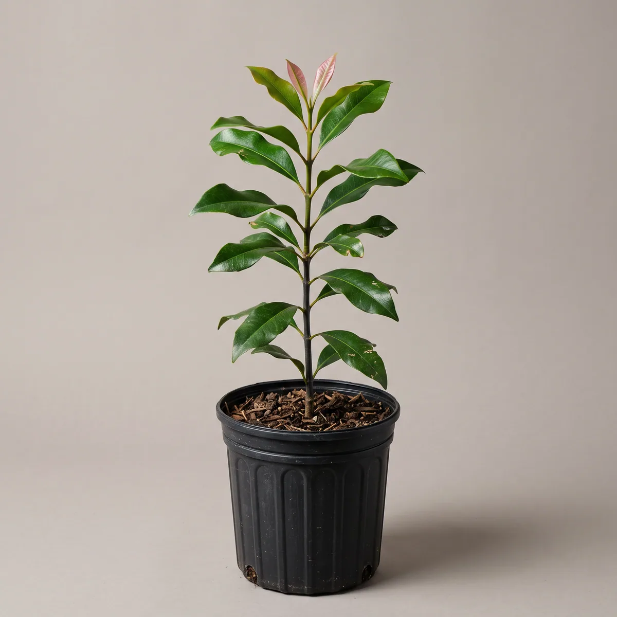 Long Plant (Clove)