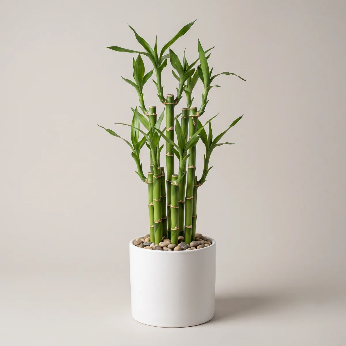 Lucky Bamboo