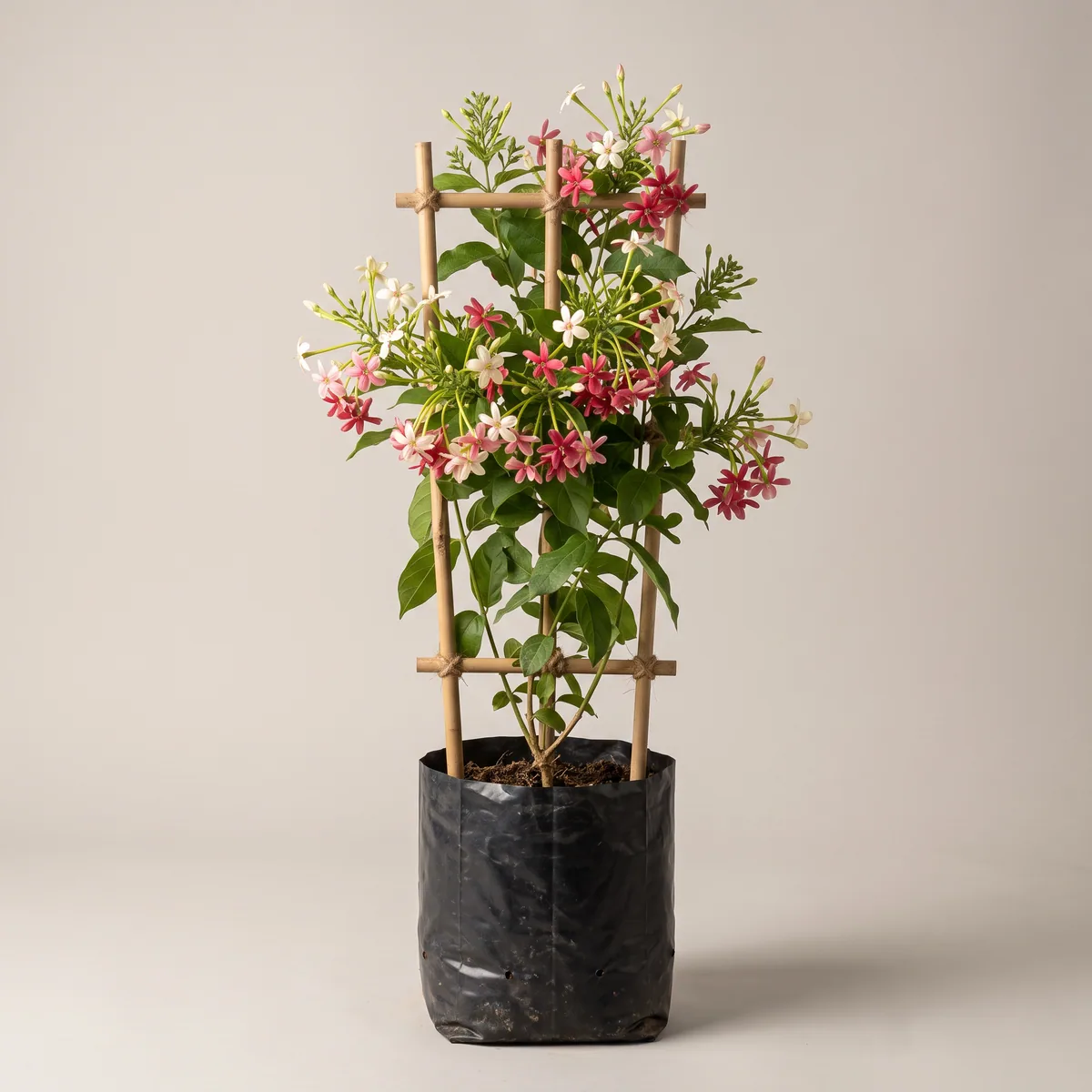 Rangoon Creeper