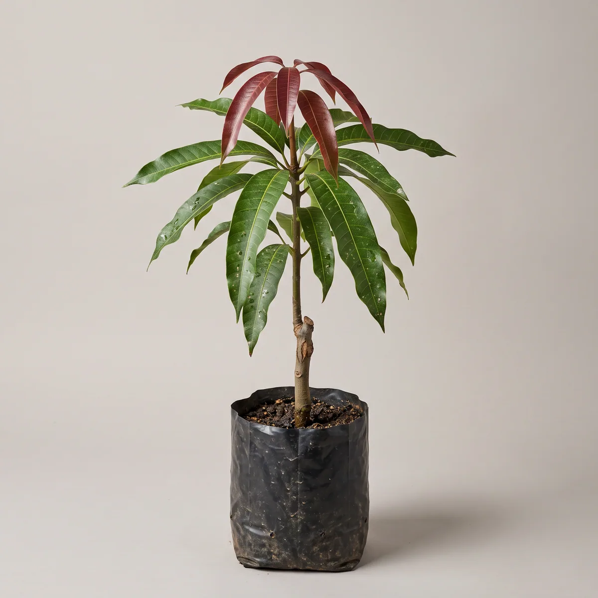 Amrapali Mango