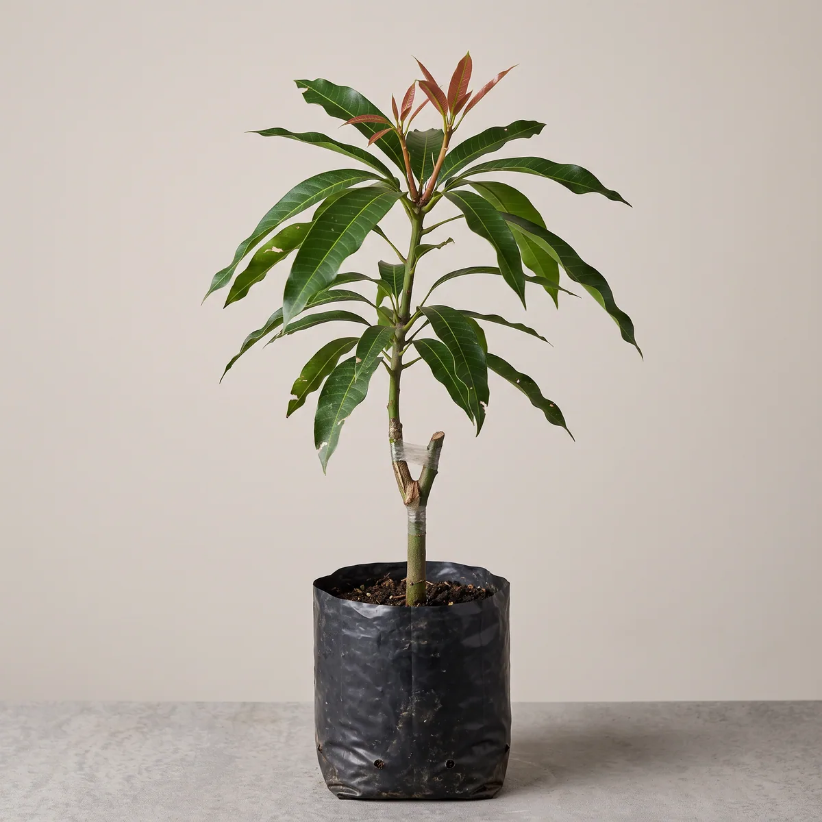 Grafted Mango
