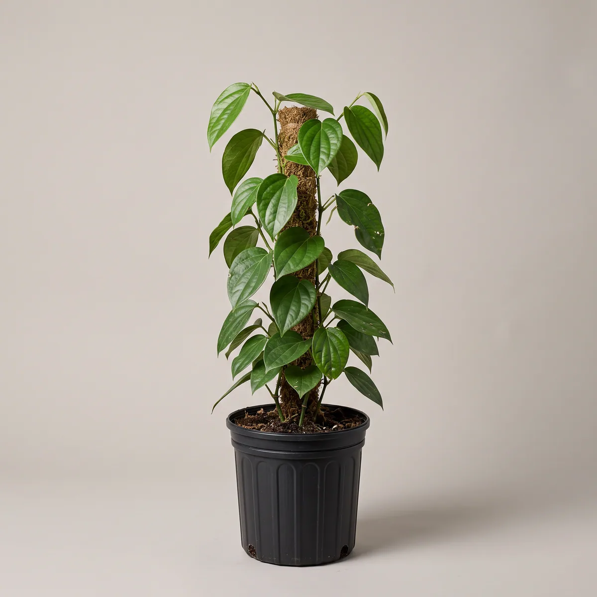 Maricha Plant (Black Pepper)