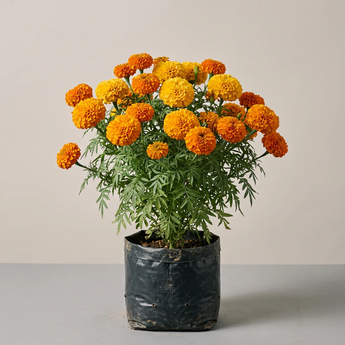 Marigold (Genda)