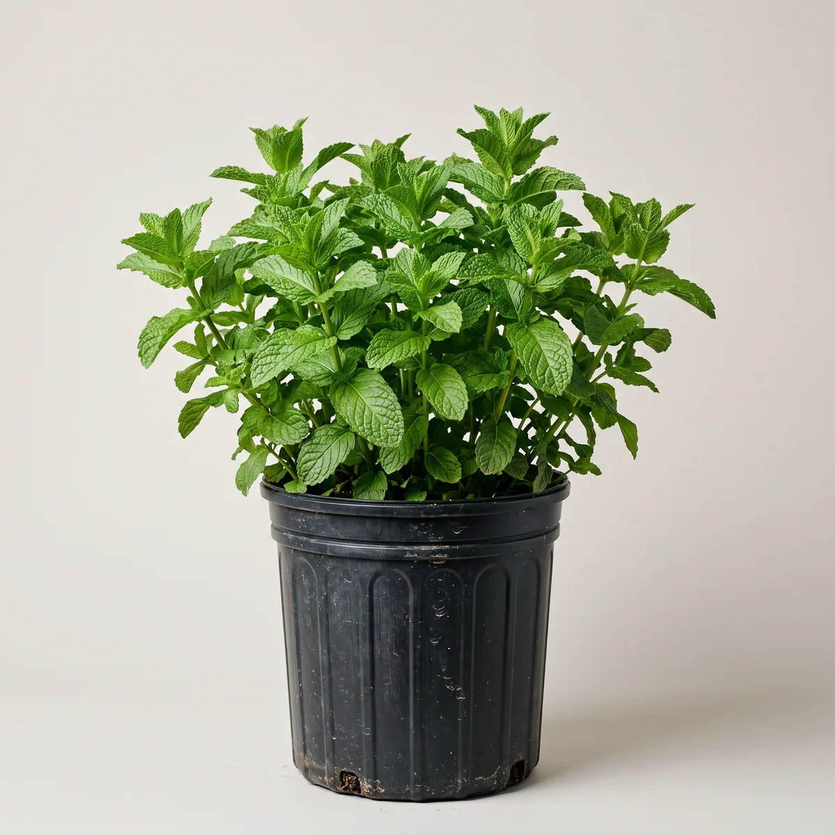 Mint