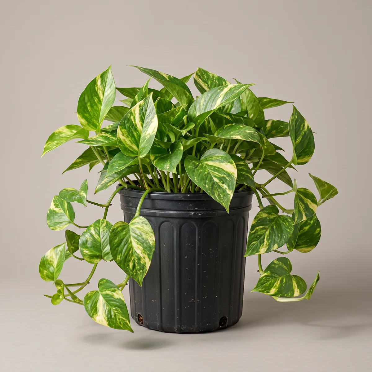Money Plant (Pothos)