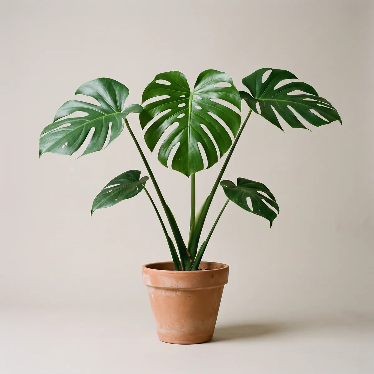 Monstera Deliciosa