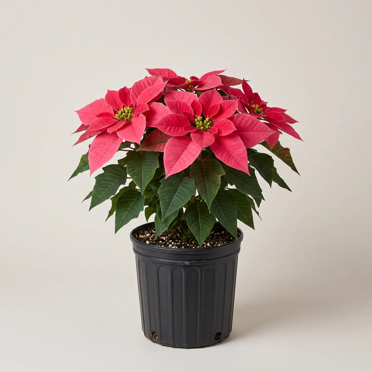 Pansitya (Poinsettia)