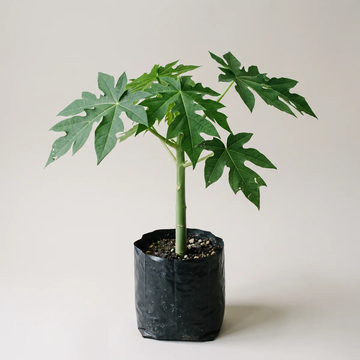 Papaya