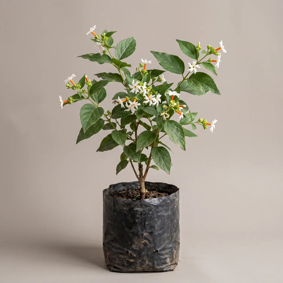Night Jasmine