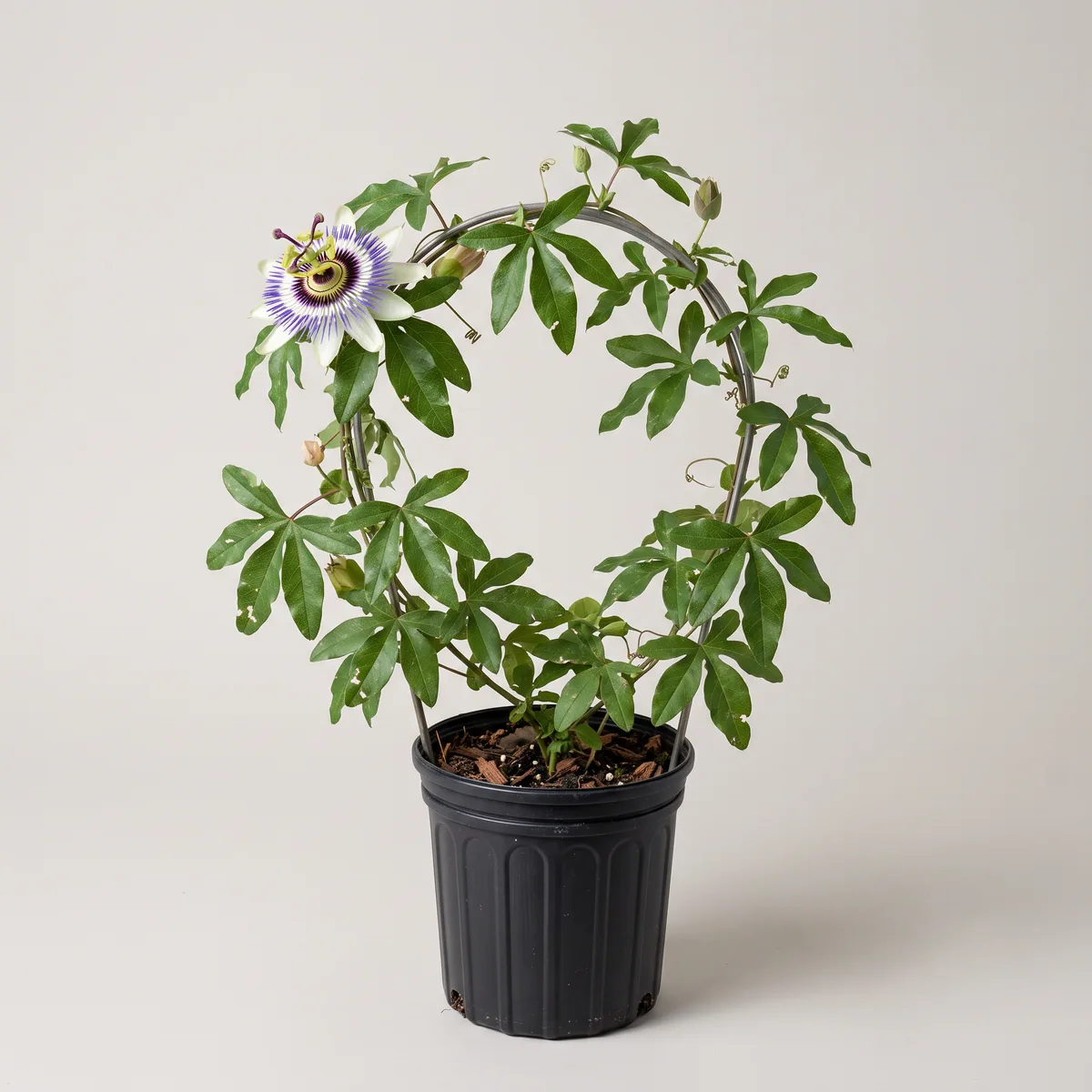 Passion Flower (Rakhi)