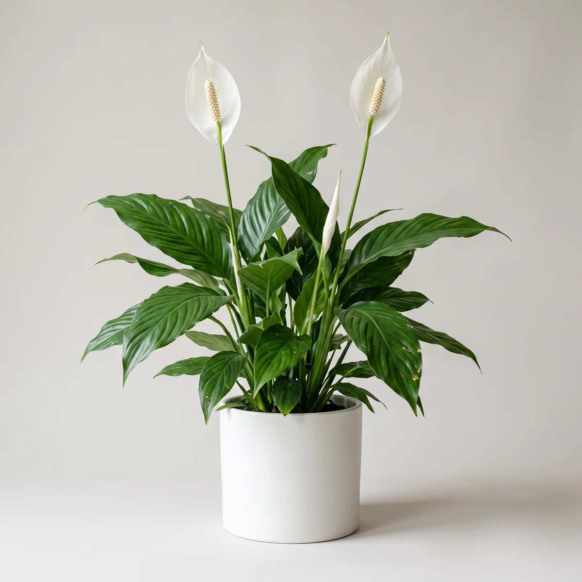 Peace Lily